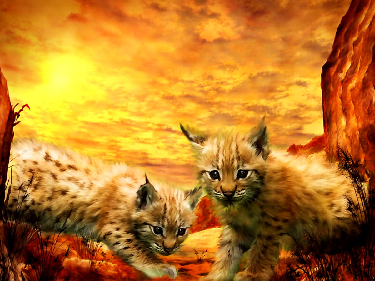 Kat op vuil veld — achtergrond afbeeldingen (1024x768)