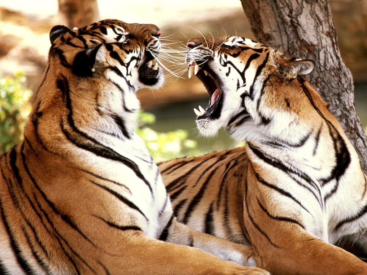 Achtergrond afbeelding - tijger, Wildlife, Bengaalse tijger, Siberische tijger, dieren