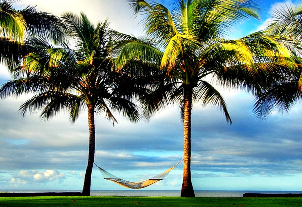 Strand met palmboom / gratis bureaublad achtergrond