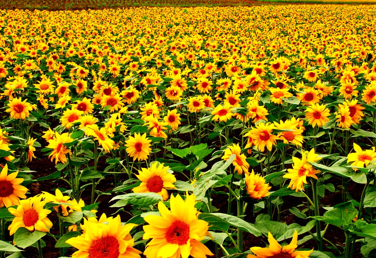 Gele bloem in veld / gratis achtergrond afbeelding (1600x1100)