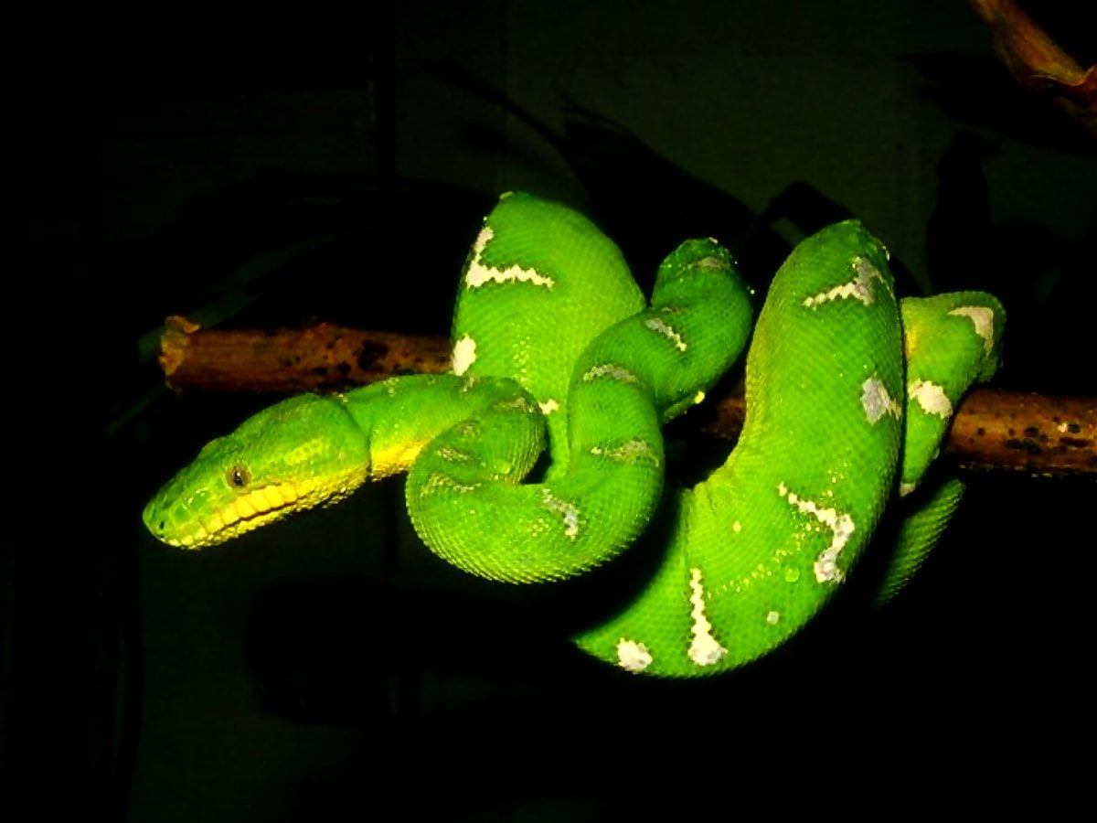 Mooie wallpaper Slang, Boa Constrictor, Reptiel 🔥 Download Gratis foto's