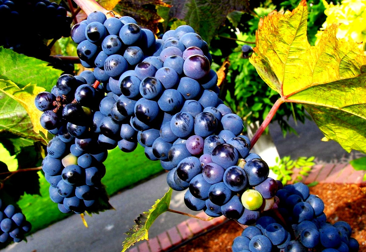 Achtergrond Druif, Fruit, Druivenbladeren | Betse achtergronden