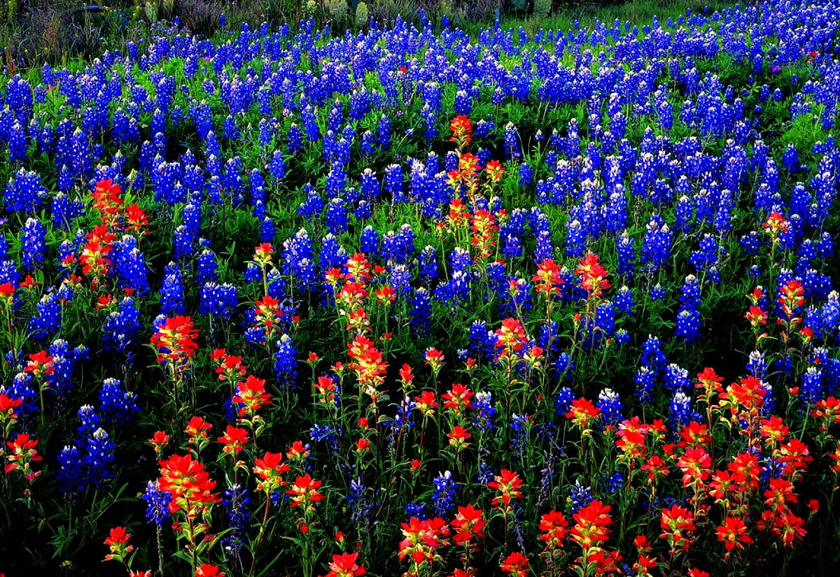 Kleurrijke bloementuin / achtergrond (1600x1100)