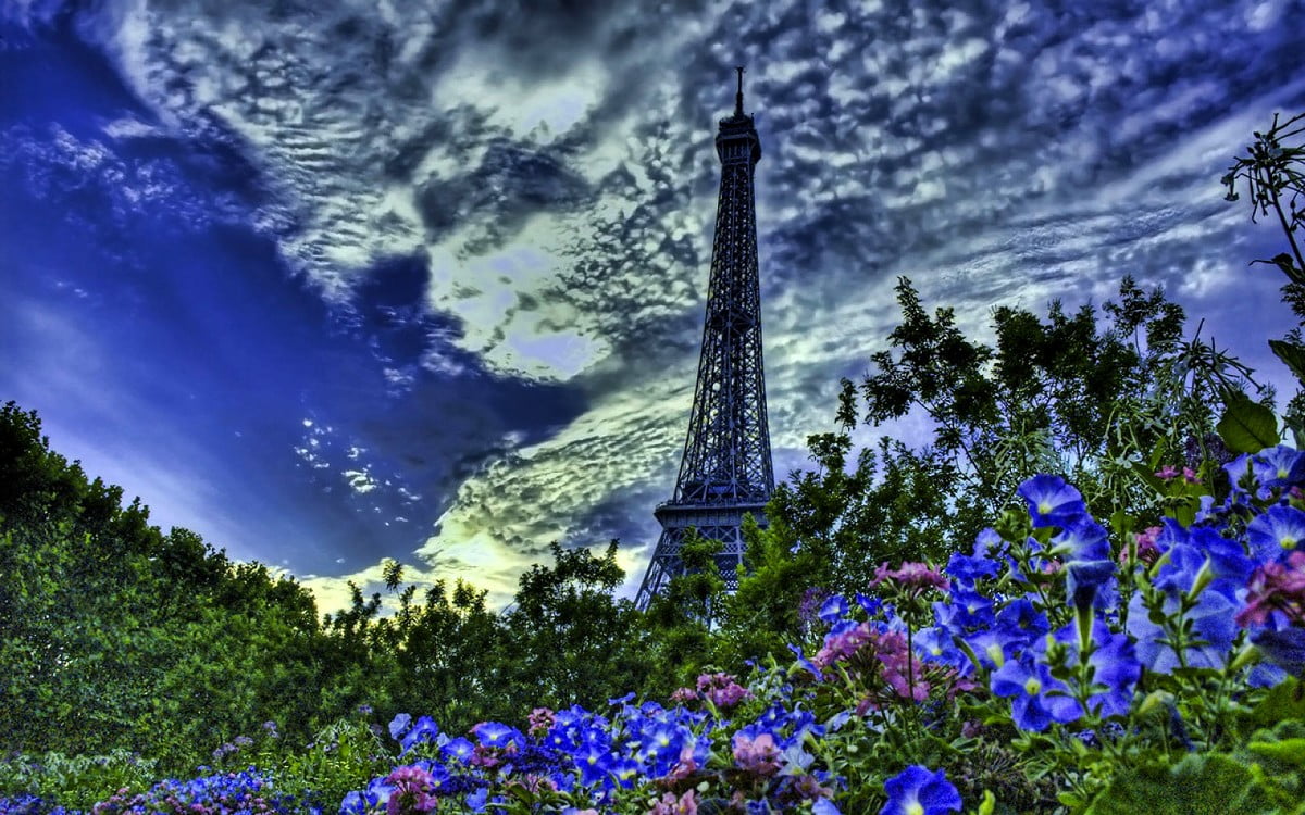 Lucht gevuld met paarse bloemen - gratis achtergrond afbeeldingen 1600x1000
