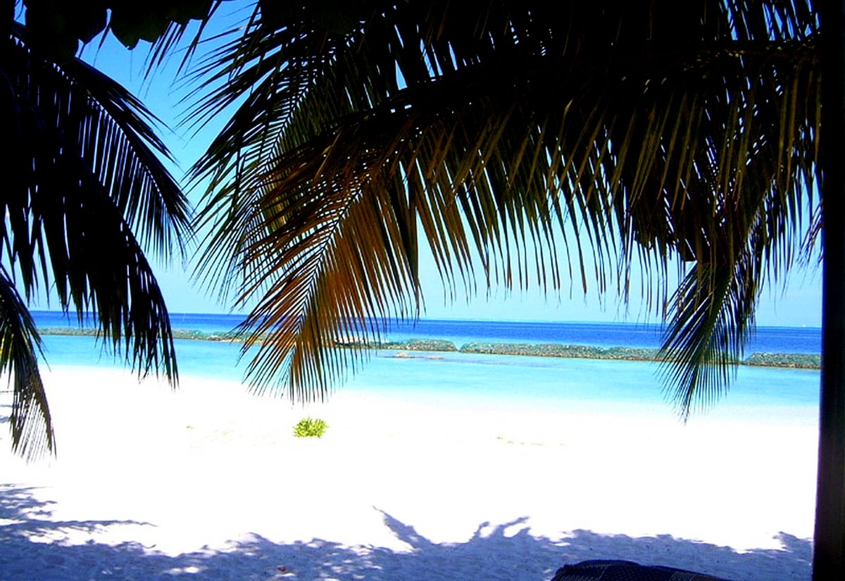 Bureaublad achtergrond / strand met palmboom
