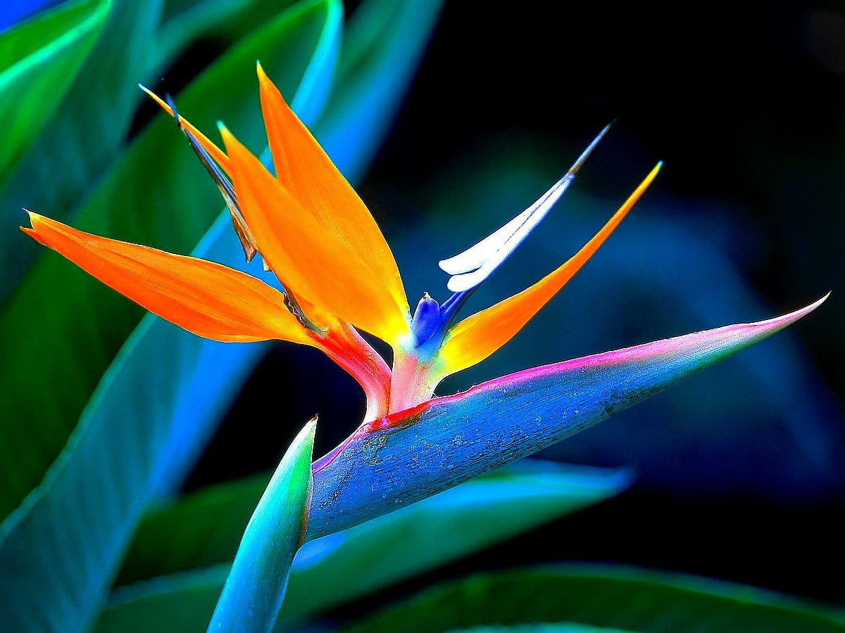 Bloemen, paradijsvogel, Heliconia, bloemblad, macro — gratis achtergrond (1600x1200)