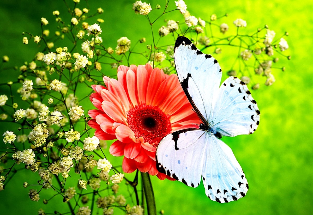 Vlinder, insecten, bloemen - gratis achtergrond afbeeldingen 1600x1100