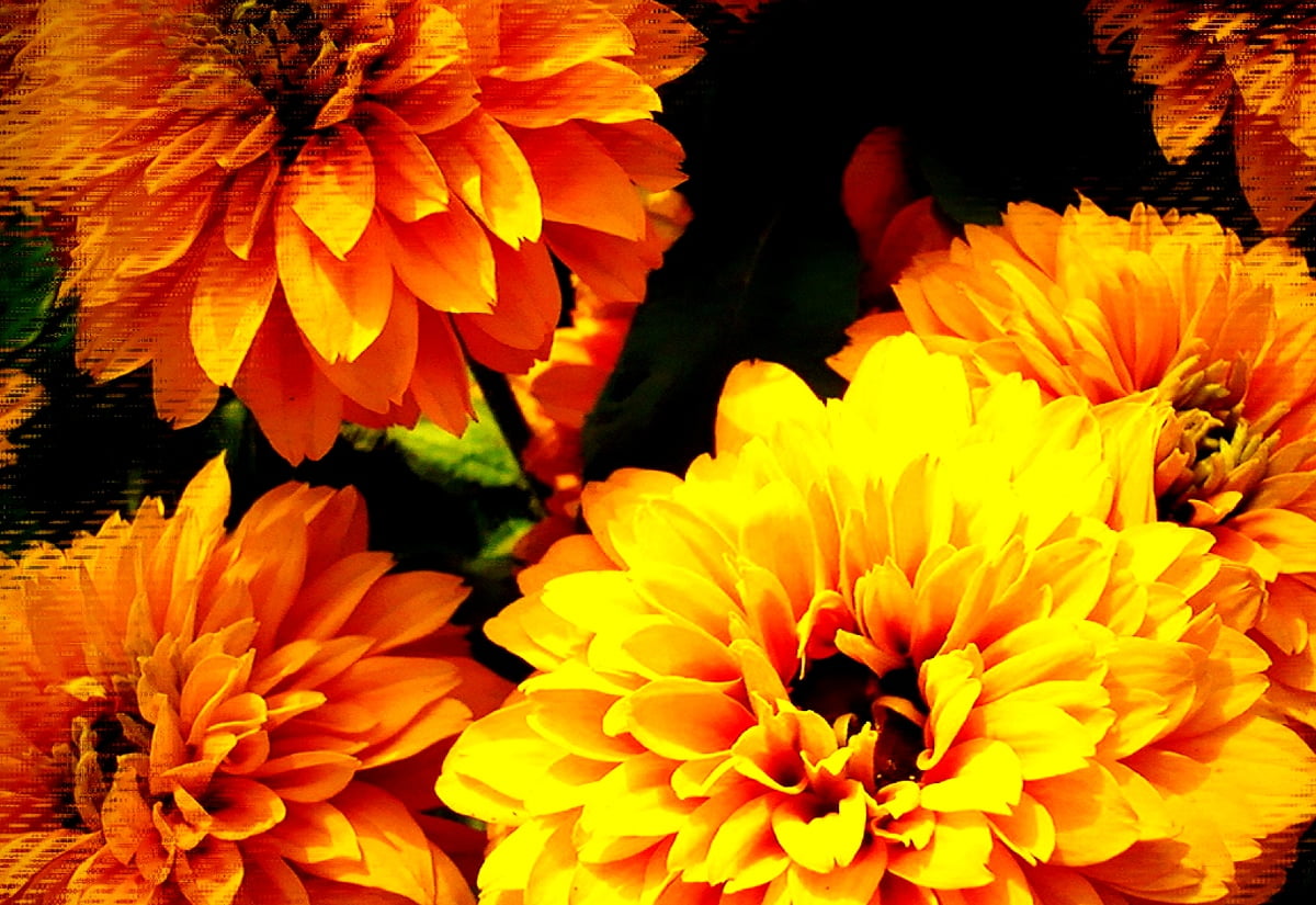 HD bureaublad achtergrond : gele bloem