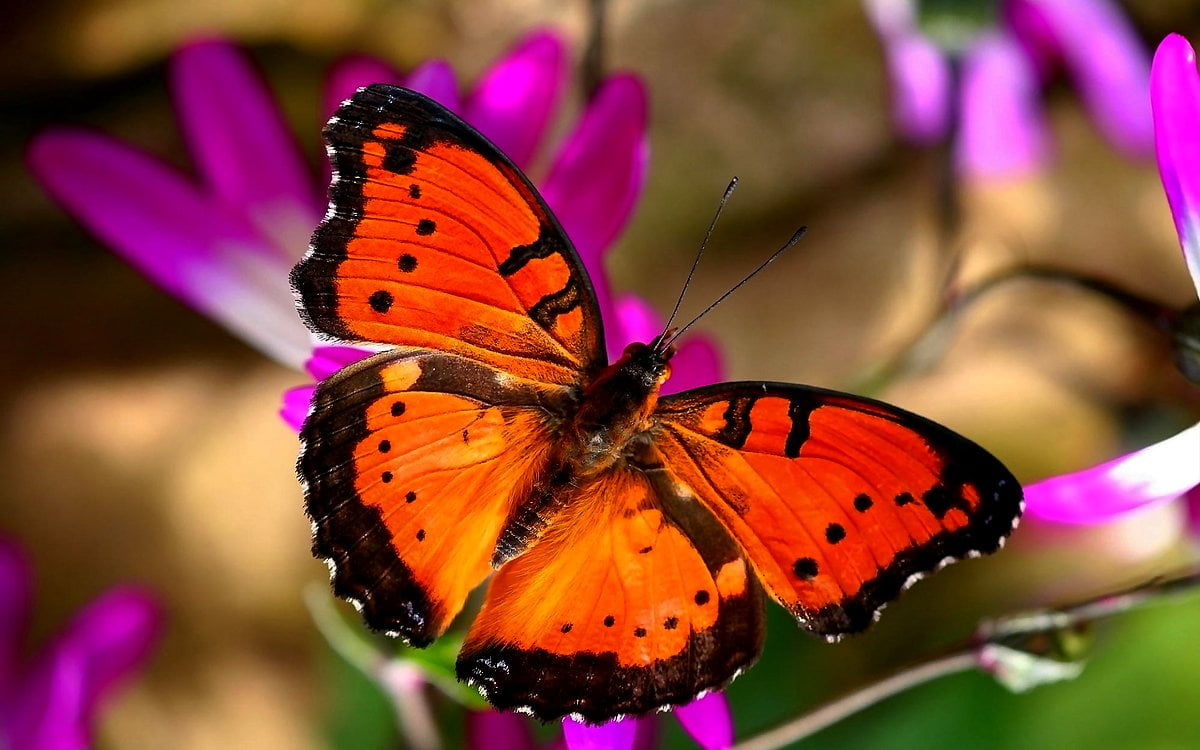 Kleurrijke vlinder op bloem - achtergrond