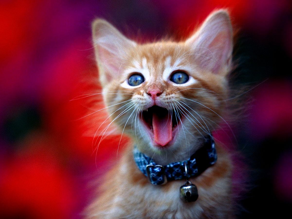 Katten, kittens, emoties, katje, dieren — gratis HD achtergrond