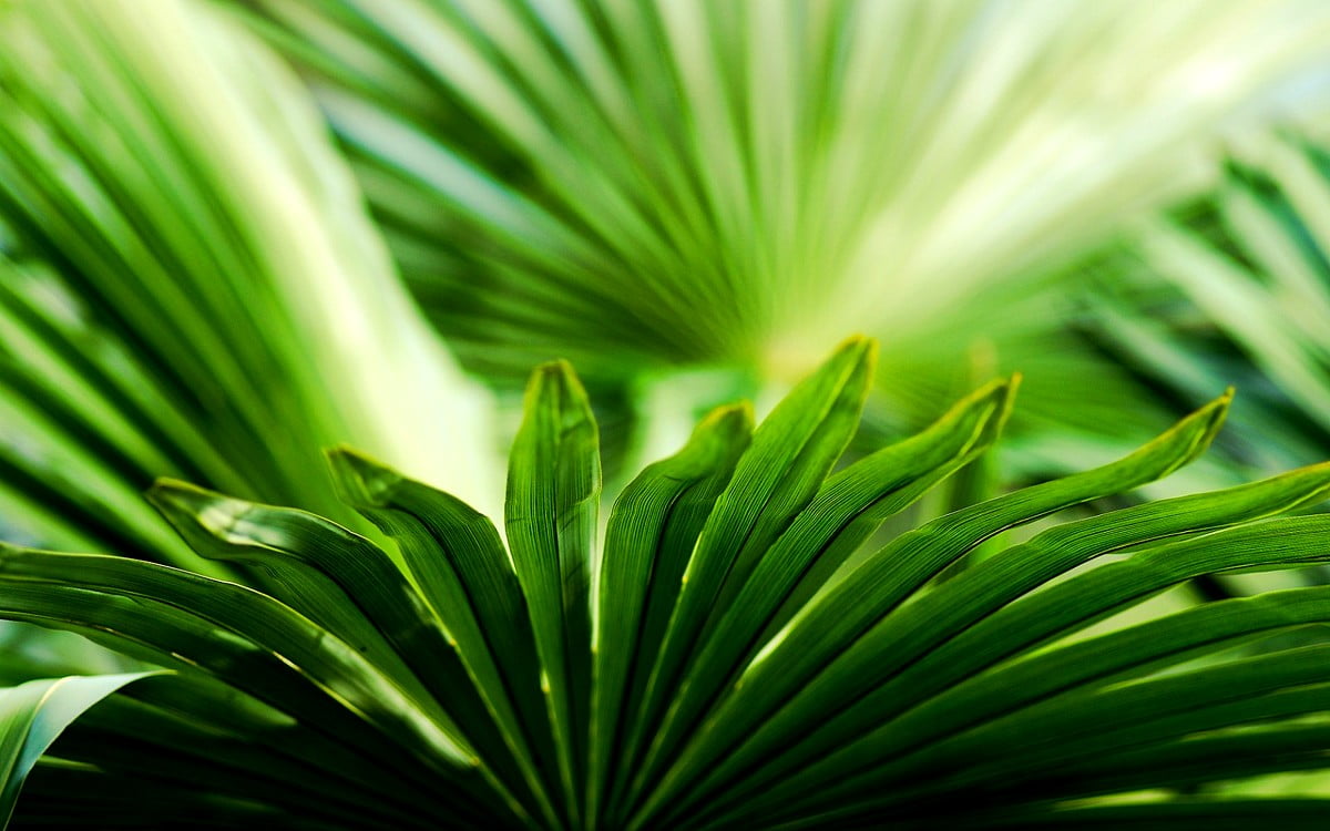 Macro bloem, groene, palmboom, bloemen, yucca — desktop achtergrond 1600x1000