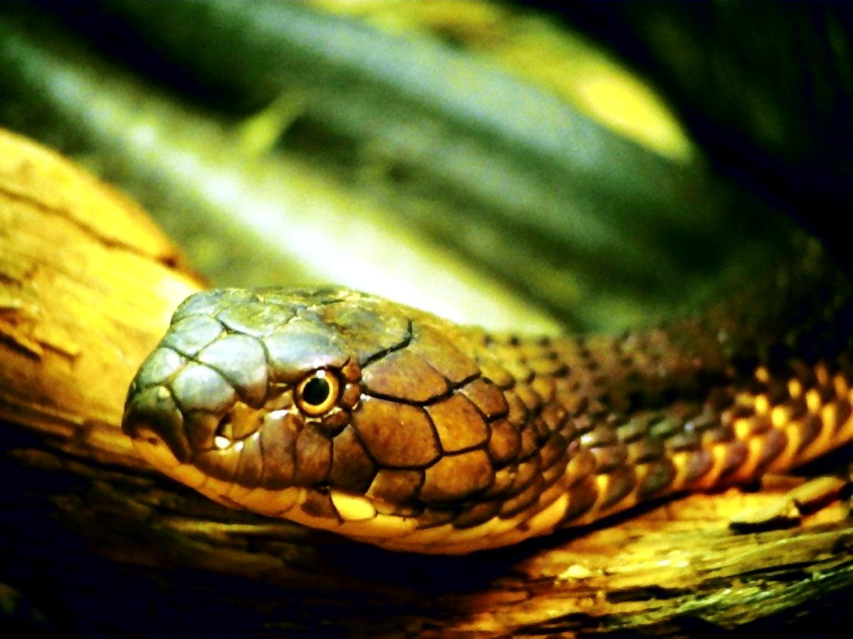 Slang, Reptiel, Dieren bureaubladafbeelding | Beste Gratis afbeeldingen