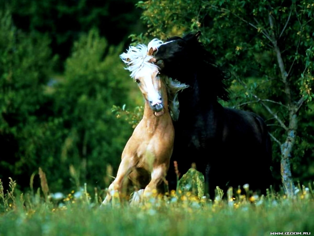 Paard staande op gras bedekt veld — gratis bureaublad achtergrond 1024x768