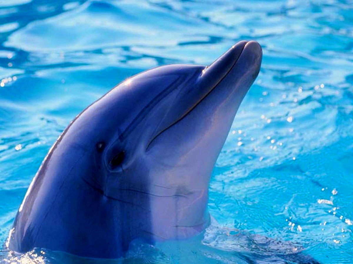 Dolfijn zwemmen in plas water — desktop achtergrond 1600x1200