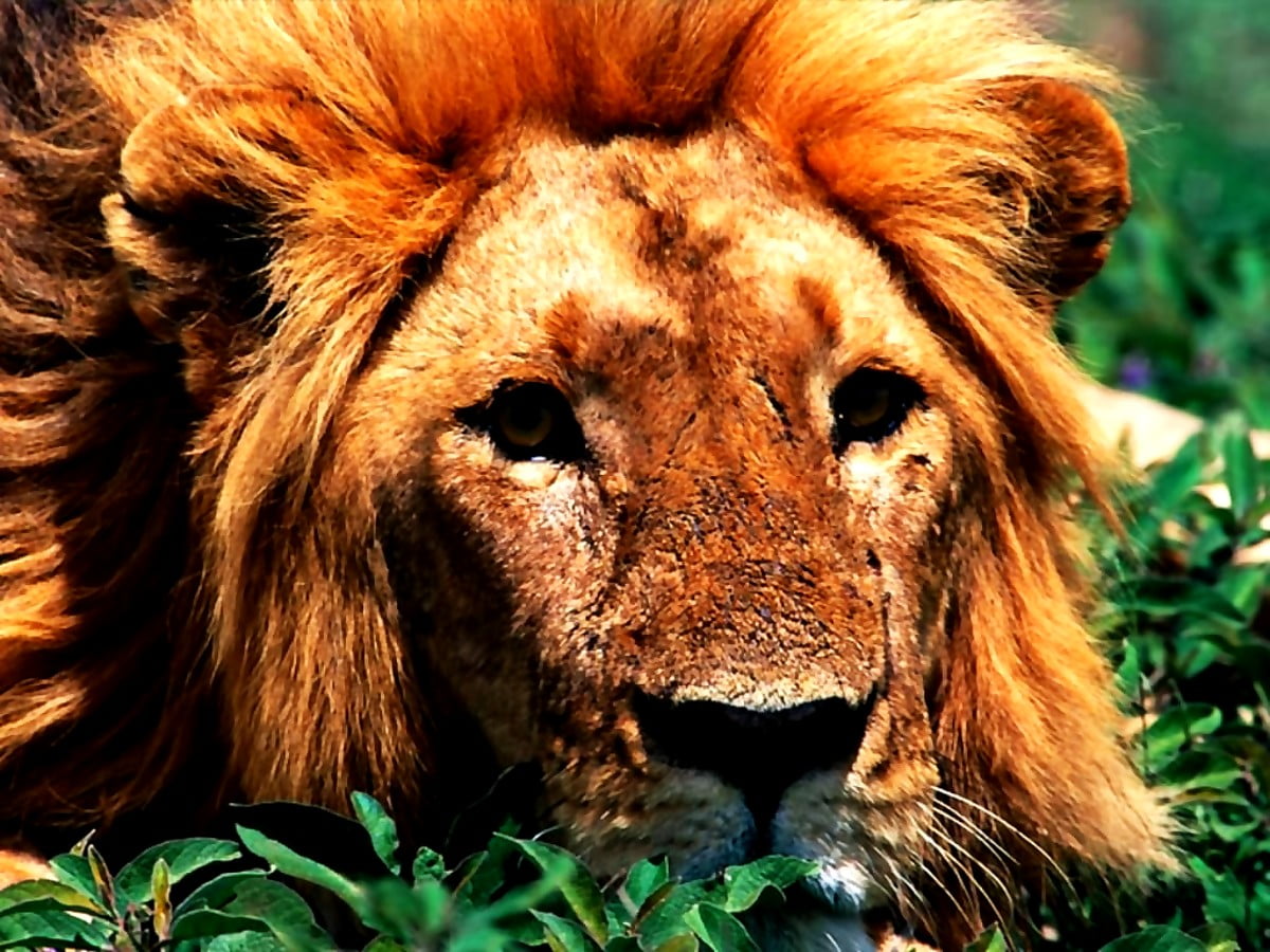 Leeuw Masai Leeuw Wildlife Achtergrond Afbeelding Gratis TOP Afbeeldingen