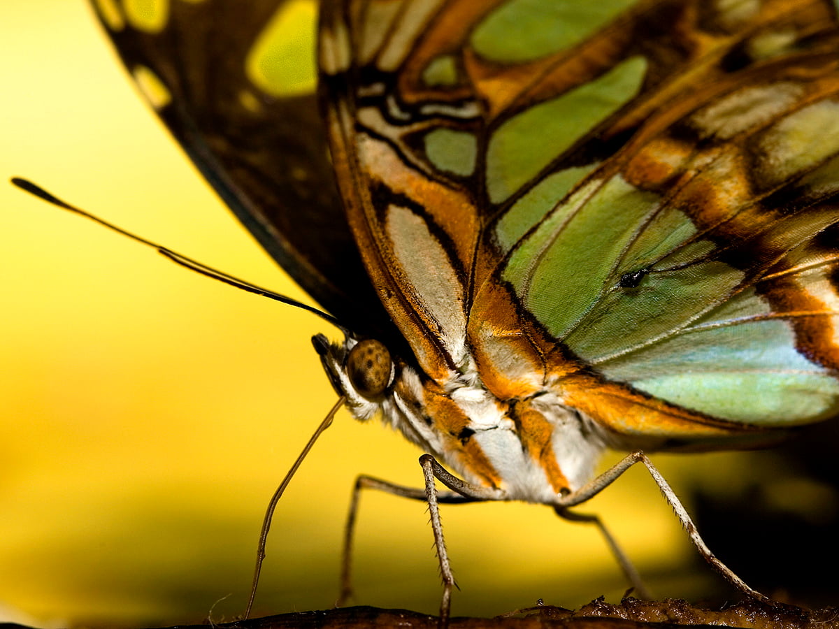 Vlinder, insecten, macro, Wildlife, monarch vlinder — achtergrond afbeeldingen (1600x1200)