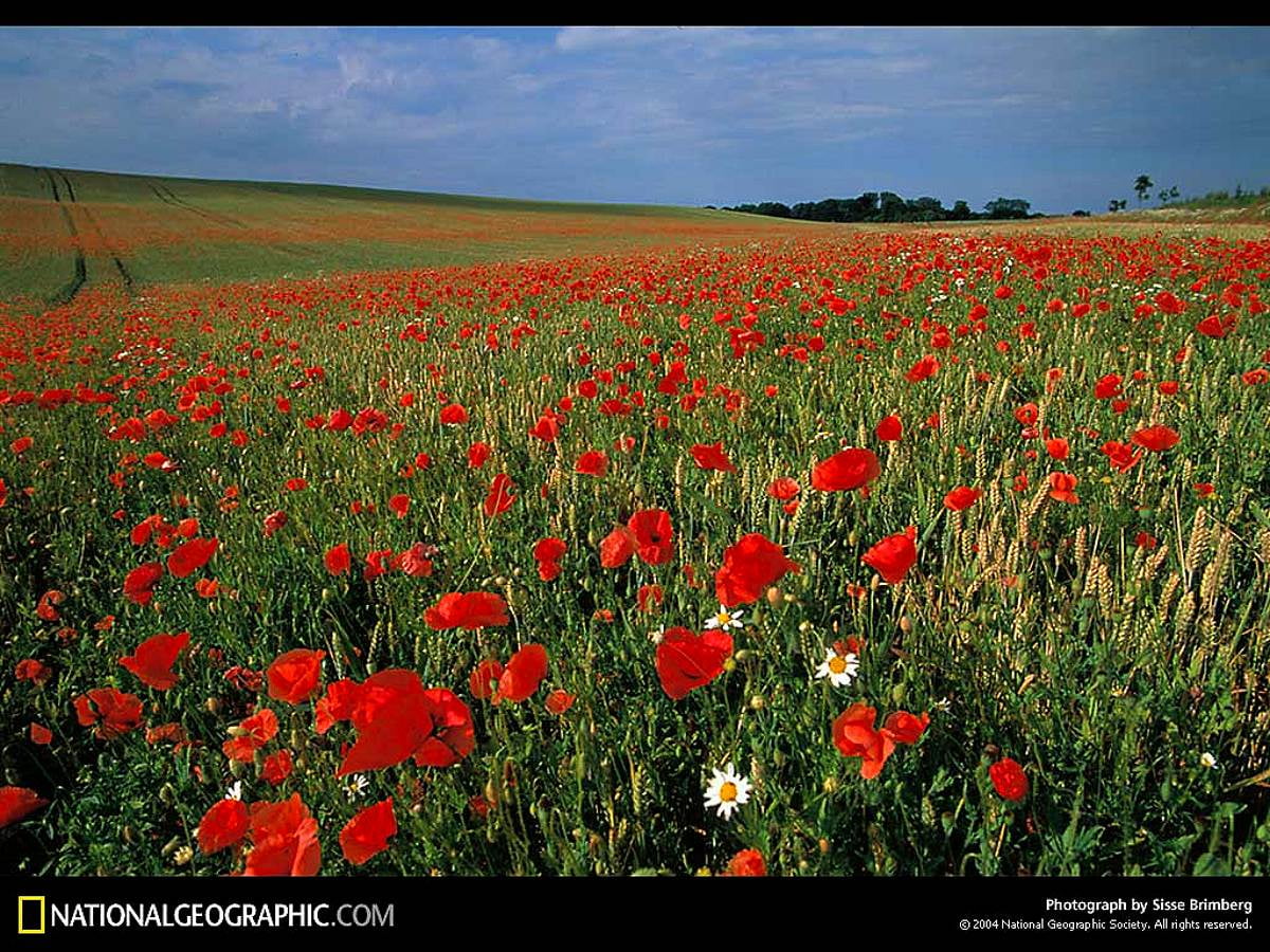 Rode bloem in veld / gratis achtergrond 1024x768