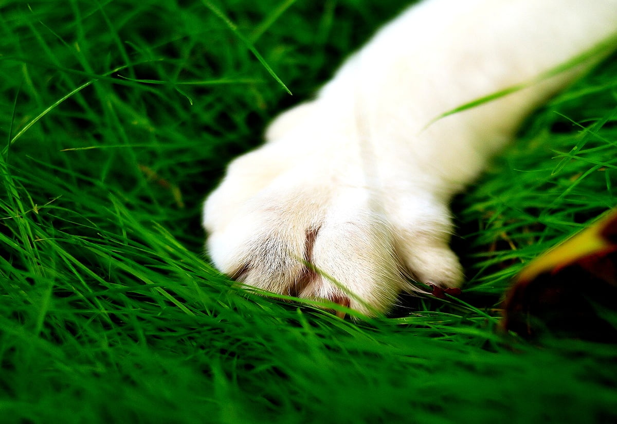 Hond liggend op groen gras : achtergrond