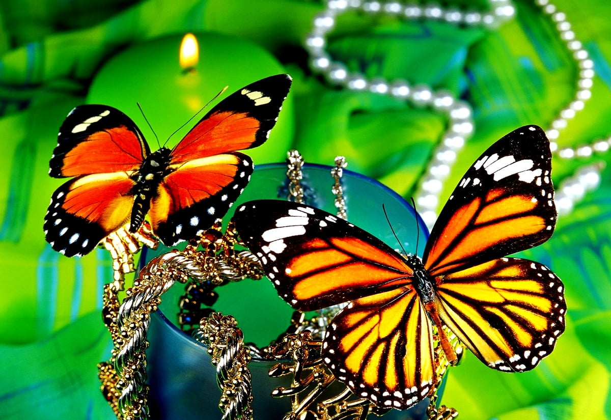 1600x1100 achtergrond - vlinder, monarch vlinder, insecten, koningin, dieren
