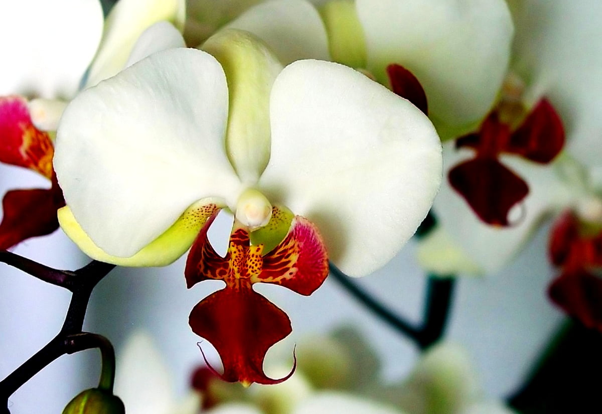 Bloemen, bloem mozaïek, mot orchidee, witte, bloemblad : achtergrond