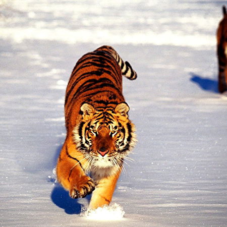 Bengaalse tijger: 105+ achtergronden
