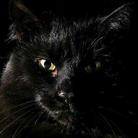 Zwarte kat: 25+ achtergronden