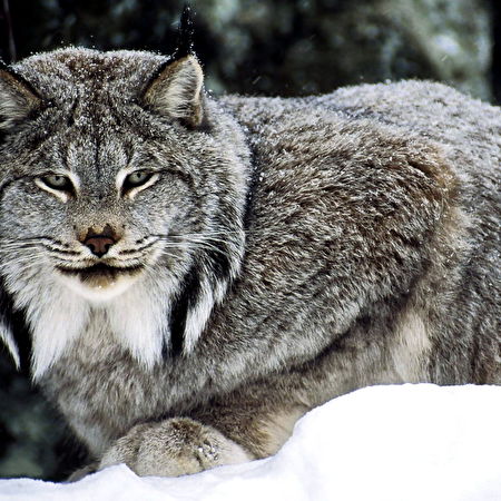 Lynx: 25+ achtergronden