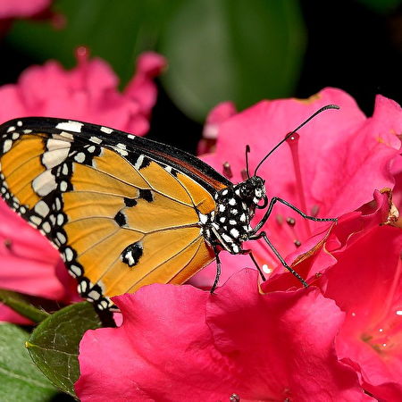 Monarch vlinder: 10+ achtergronden