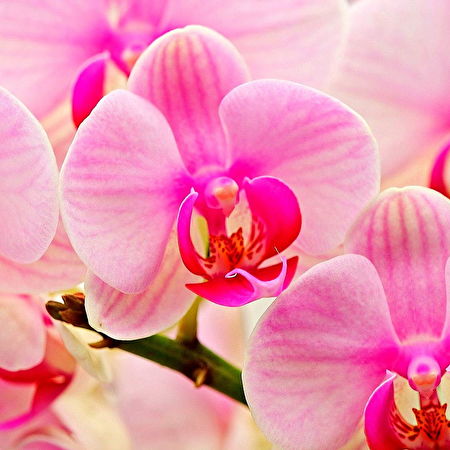 Mot orchidee: 65+ achtergronden